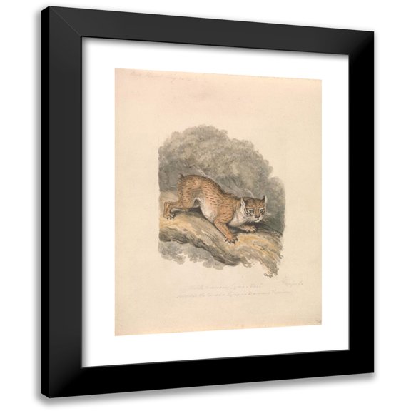 Samuel Howitt 19x24 Black Modern Framed Museum Art Print Titled - North American Lynx (ca. 1817)