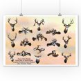 thumbnail image 1 of San Antonio, TX - View of Texas Deer Heads, Eight Death-Locks; Buckhorn Curio Museum (9x12 Art Print, Wall Decor Travel Poster), 1 of 1