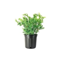 San Jose Juniper | 1 Large Gallon Size Plant | Juniperus Chinensis | Evergreen Shrub, Low Maintenance, Drought Tolerant, Fast Growing, Ground Cover, Ornamental Landscaping, Year-Round Interest