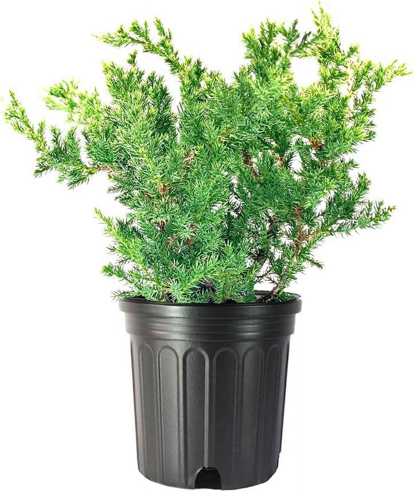 San Jose Juniper 1 Live Gallon Size Plant Juniperus Chinensis Bonsai