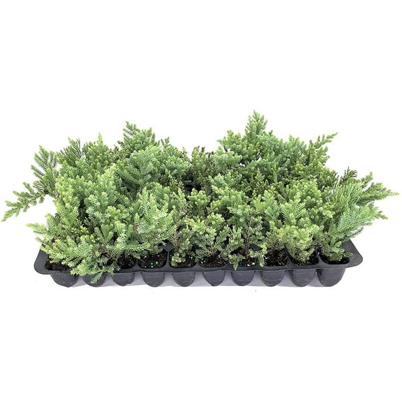 San Jose Juniper 3 Live Plants Juniperus Chinensis Bonsai Drought Tolerant Cold Hardy Evergreen Groundcover