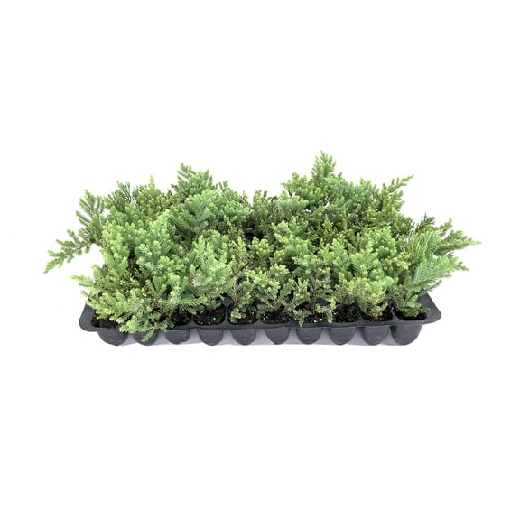 San Jose Juniper | 30 Live Plants | Juniperus Chinensis | Evergreen Shrub, Low Maintenance, Drought Tolerant, Fast Growing, Ground Cover, Ornamental Landscaping, Year-Round Interest