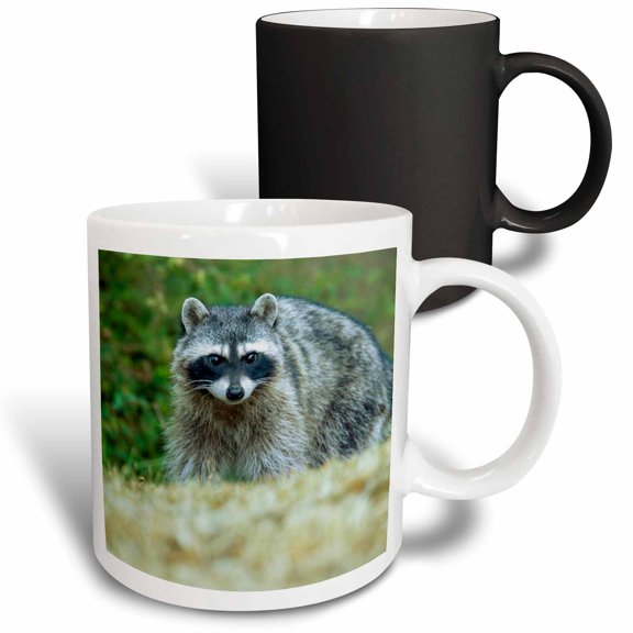3drose, San Juan Island, Wa, Usa. Common Raccoon,walking in a Field., 11oz Magic Transforming Mug