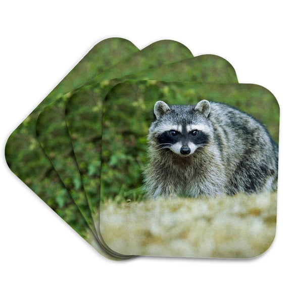3drose, San Juan Island, Wa, Usa. Common Raccoon,walking in a Field., Set of 4 Coasters - Soft
