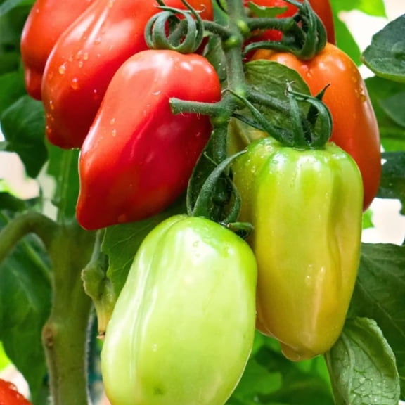 San Maranzo Tomato Plants, 4 Inch Pot, 4-8" Tall Live Tomatoes Plant, Vegetable Tomato Seedling for Planting Outdoor Garden