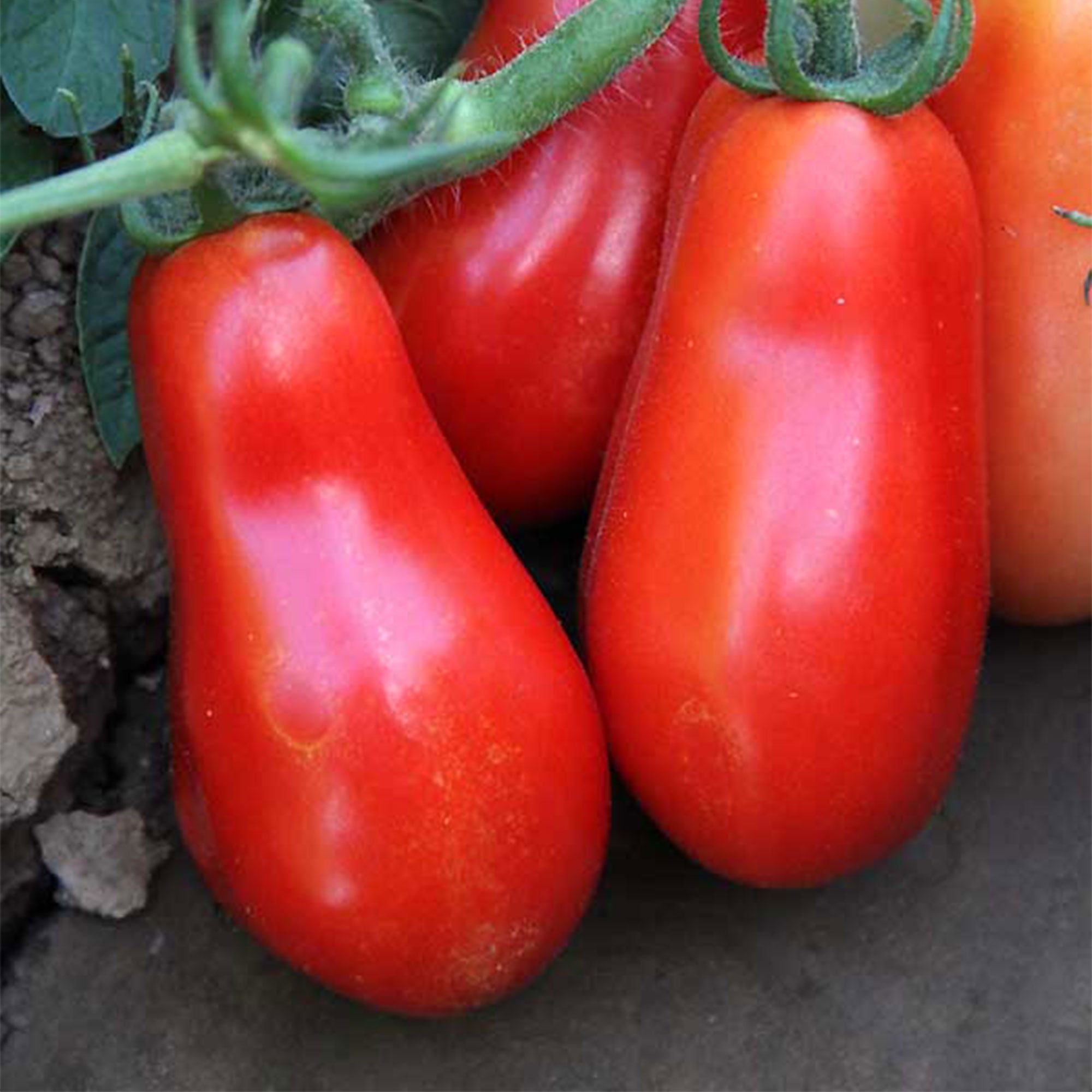 San Marzano Indeterminate Tomato Seed 0.25 Oz ~1,875 Seeds – Organic, Heirloom, Non-GMO Paste Variety – 85 Days to Maturity – Italian Classic for Sauce & Canning – Open-Pollinated