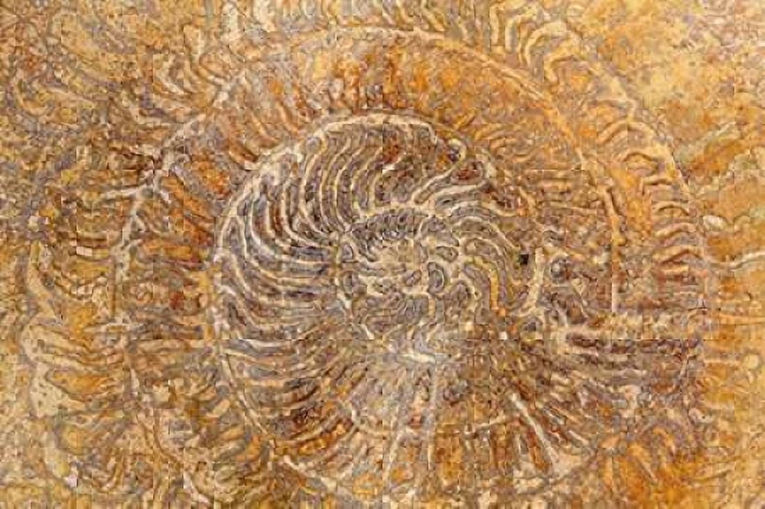 San Miguel Fossils I Canvas Art - Kathy Mahan (24 x 36)