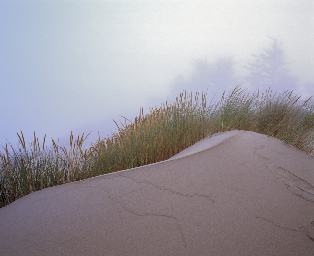 Sand And Grass Canvas Art - Natural Selection Robert Potts Design Pics (30 x 24)