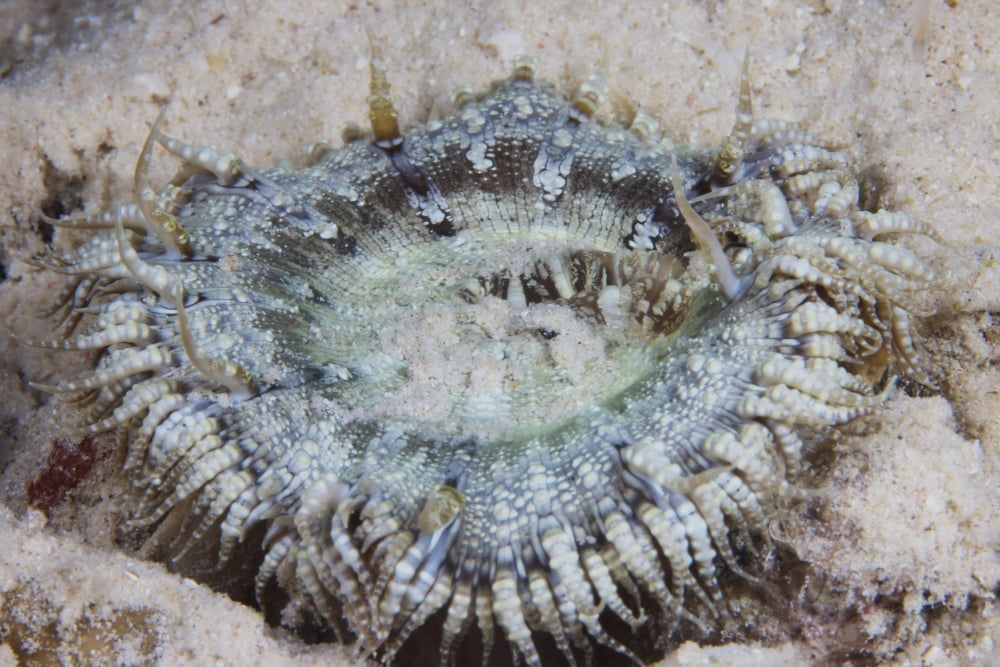 Sand Anemone Bonaire Caribbean Netherlands Canvas Art - Terry MooreStocktrek Images (35 x 23)