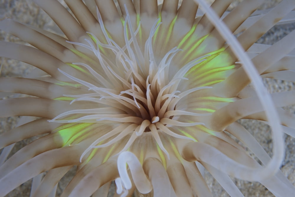 Sand Anemone with flurescent green coloring Canvas Art - Terry MooreStocktrek Images (18 x 12)