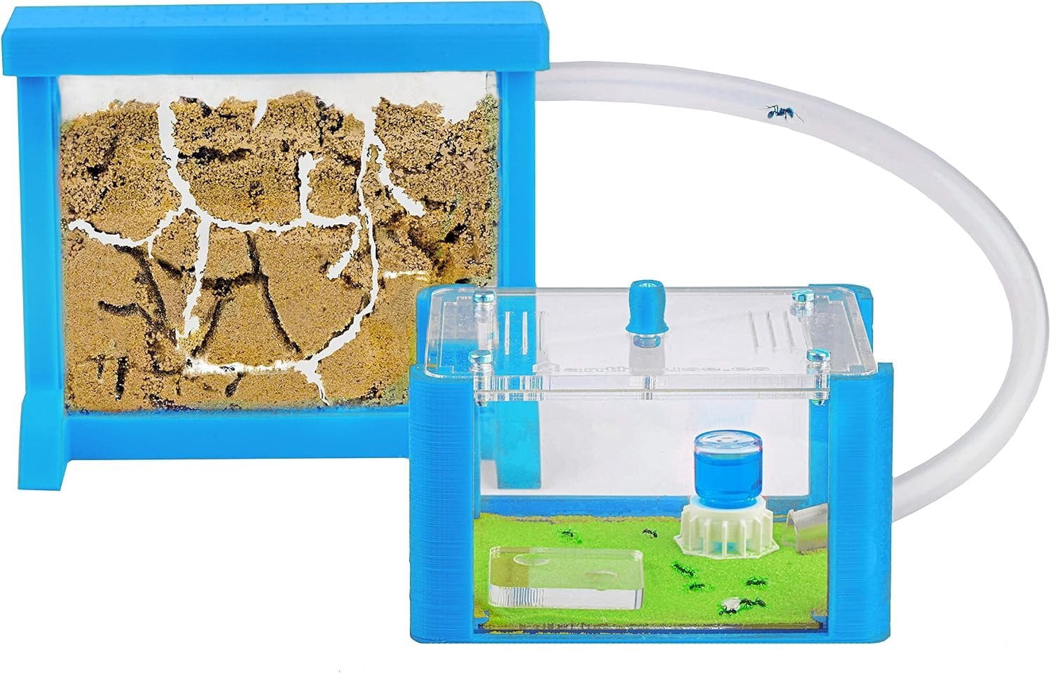 Sand Ant Farm - Ant Terrarium - Sandwich-Type - Box with Lid Included ...