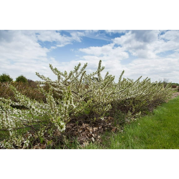 Sand Cherry