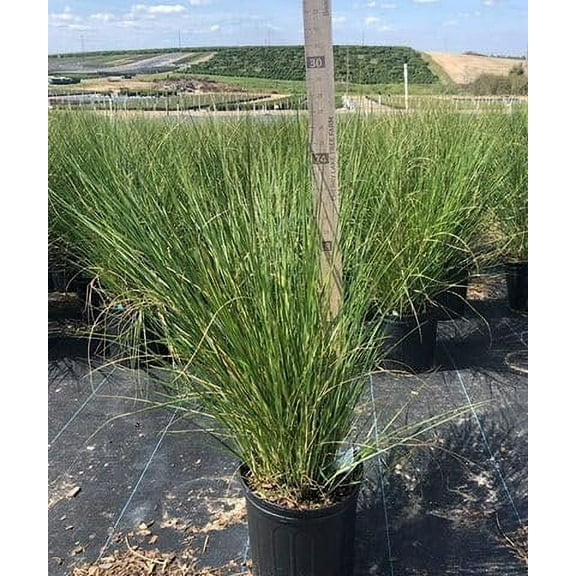 Sand Cord Grass 1 Extra Large 3 Gallon Plants Spartina pectinata Lush Landscape Focal Garden Vibrancy