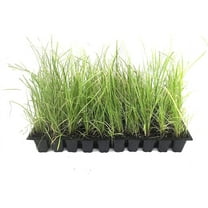 Sand Cord Grass  10 Live Plants  Spartina Bakeri  Drought Tolerant Low Maintenance Marsh Grass