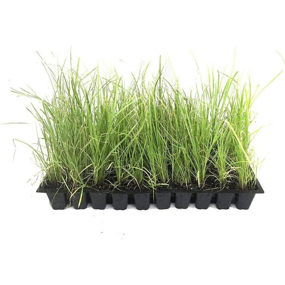 Sand Cord Grass  20 Live Plants  Spartina Bakeri  Drought Tolerant Low Maintenance Marsh Grass