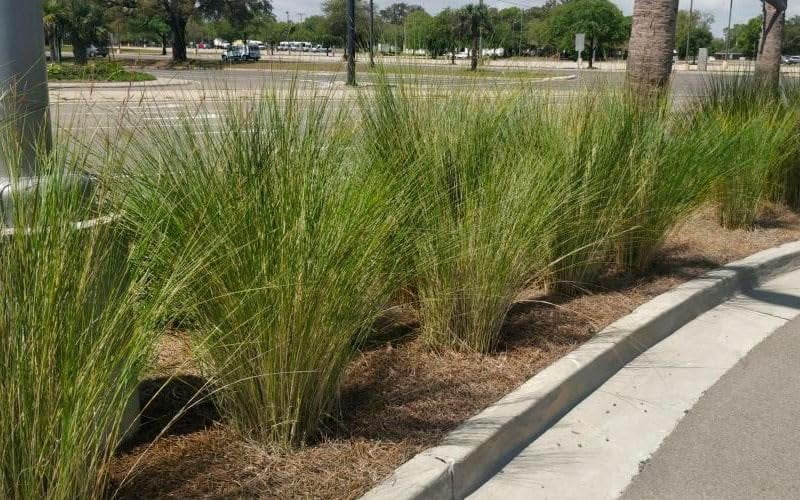 Sand Cord Grass I 3 Large Gallon Size Plants I Spartina Bakeri I Live Plants, Salt-Tolerant Native Grass for Wetlands, Erosion Control, and Coastal Landscaping