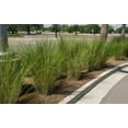 thumbnail image 1 of Sand Cord Grass I 3 Large Gallon Size Plants I Spartina Bakeri I Live Plants, Salt-Tolerant Native Grass for Wetlands, Erosion Control, and Coastal Landscaping, 1 of 5