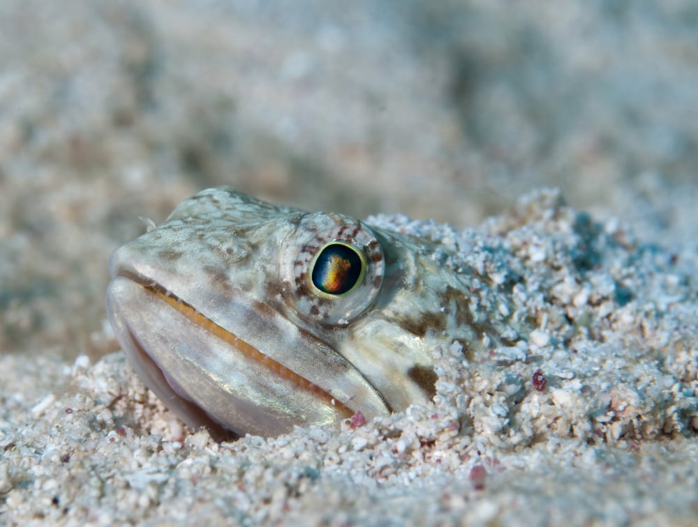 Sand Diver hiding below sand on caribbean reef Canvas Art - Karen DoodyStocktrek Images (33 x 25)