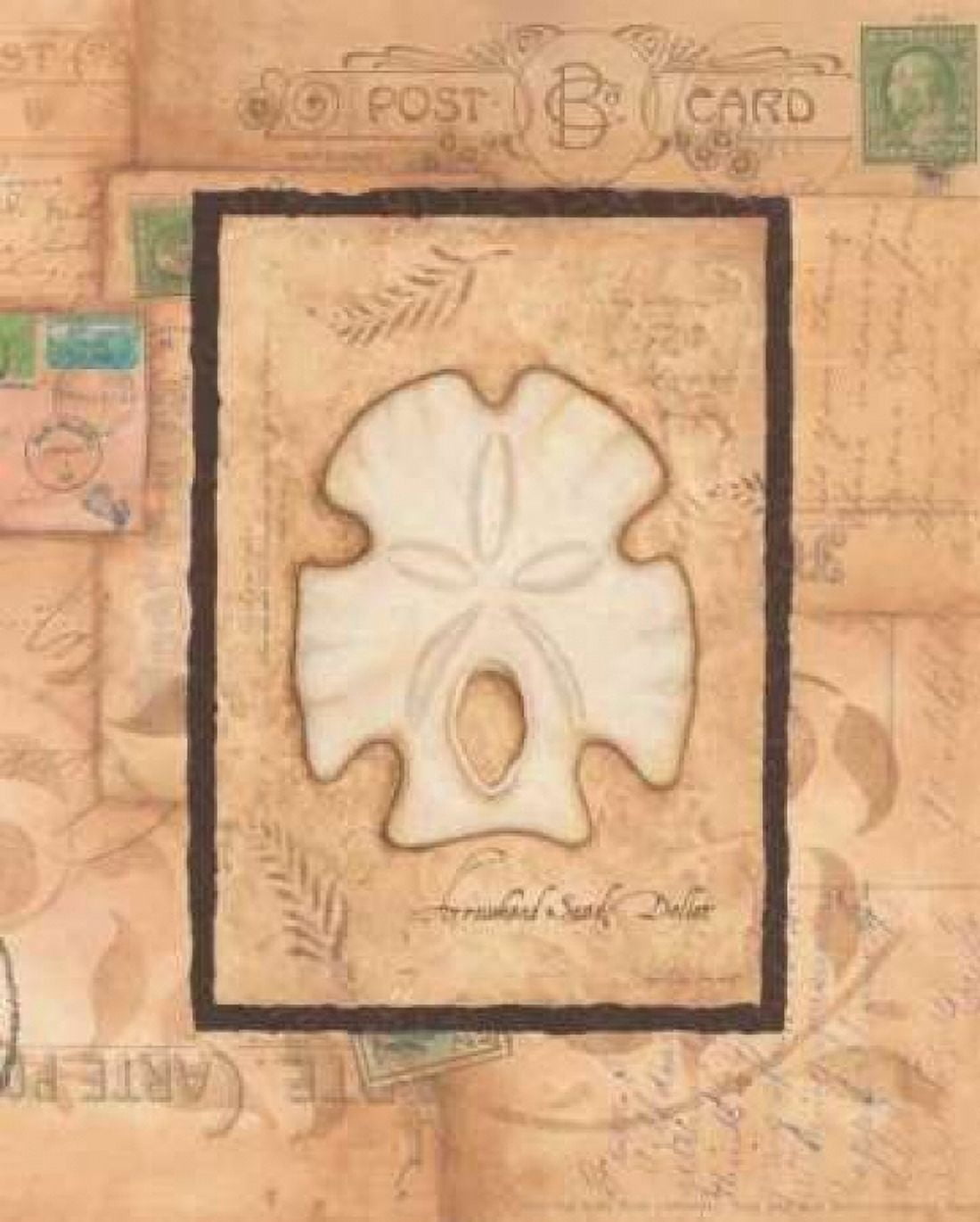 Sand Dollar Canvas Art - Stephanie Marrott (24 x 30)