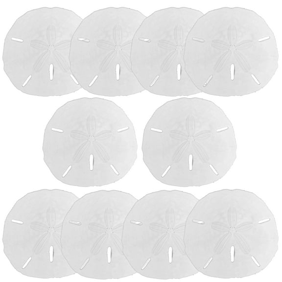 Sand Dollar Decor Sets of 3, 6 or 10, Large Sand Dollars 3.5-5" Size Options, Packed w/LOVE, Coastal Ocean Decor, Beach Wedding Decor