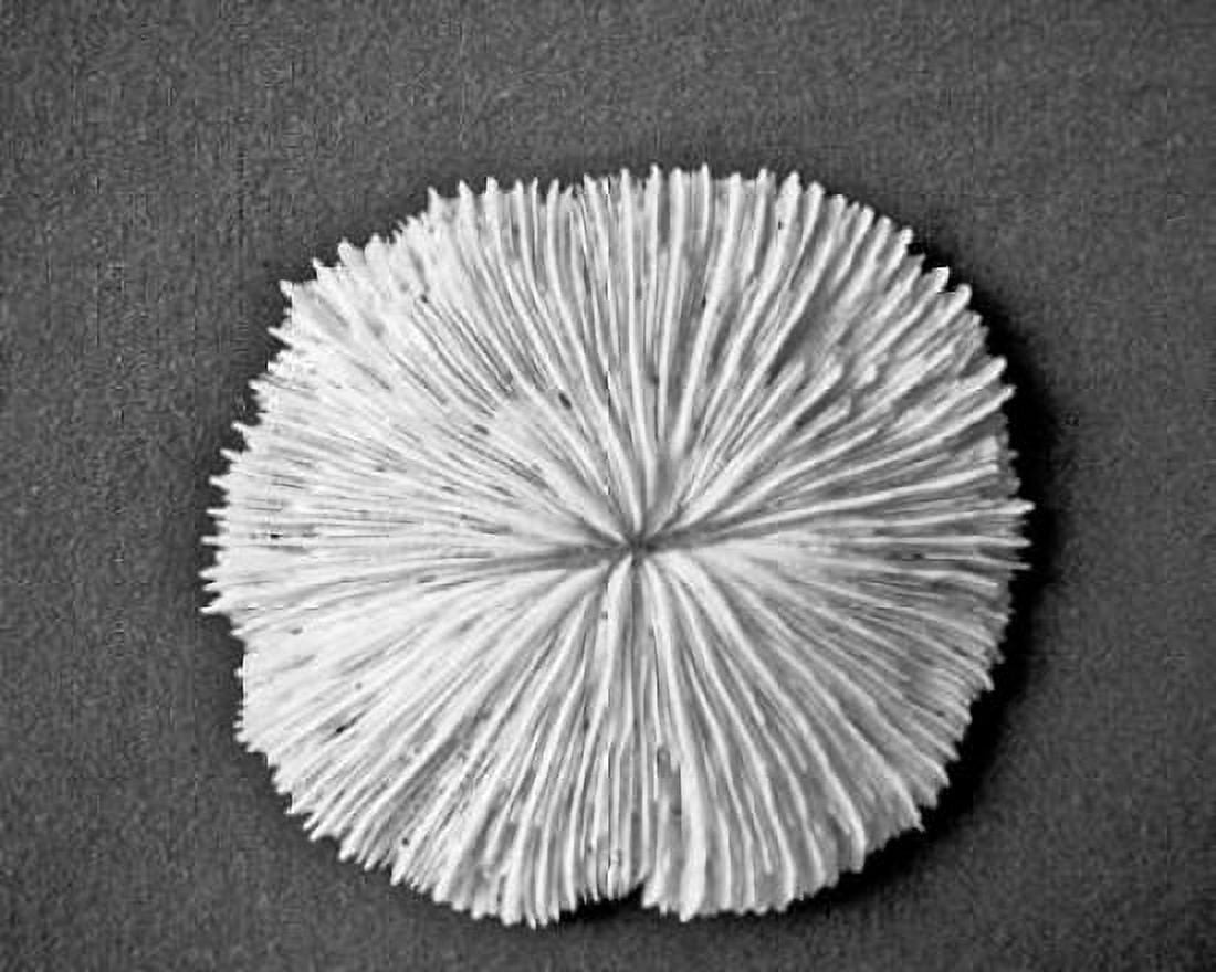Sand Dollar I Canvas Art - Jairo Rodriguez (18 x 24)