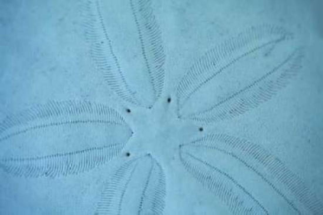 Sand Dollar I Canvas Art - Karyn Millet (12 x 18)