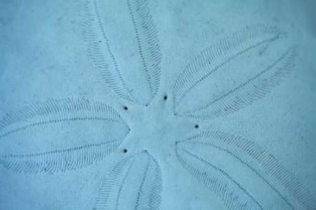 Sand Dollar I Canvas Art - Karyn Millet (24 x 36)