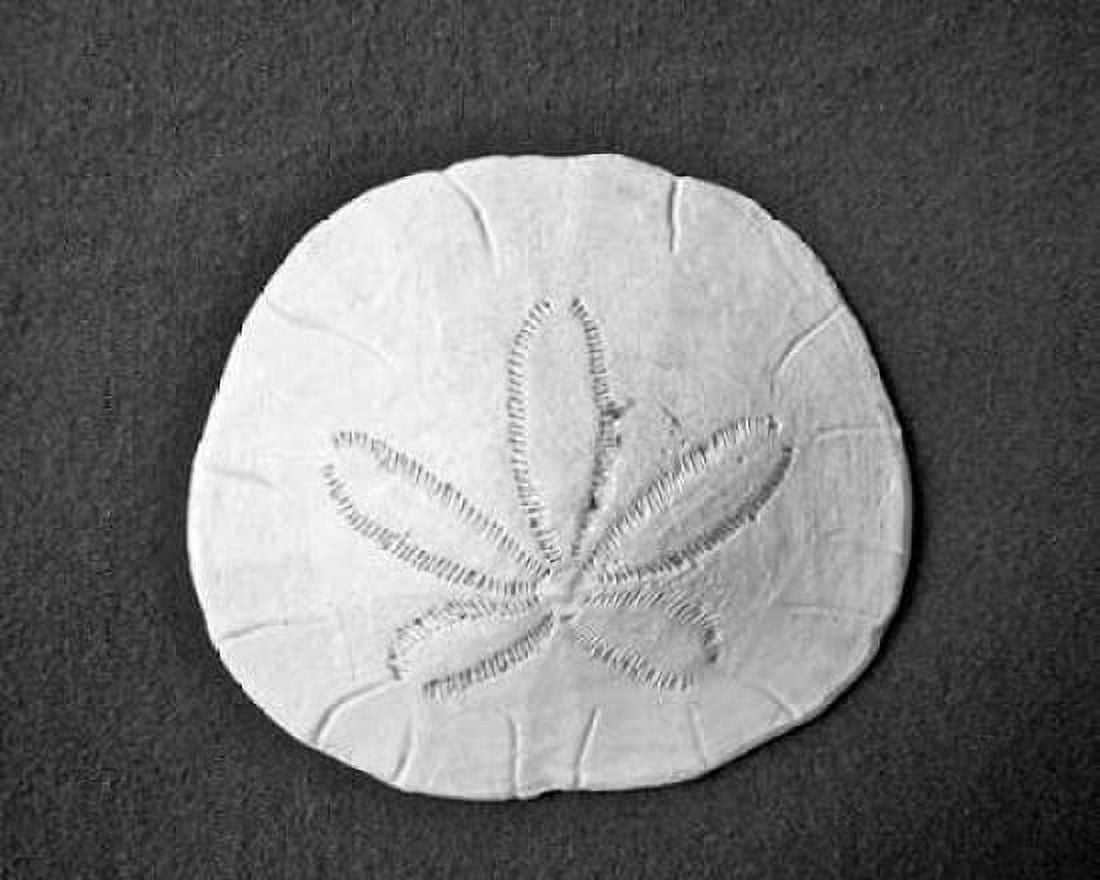 Sand Dollar II Canvas Art - Jairo Rodriguez (18 x 24)