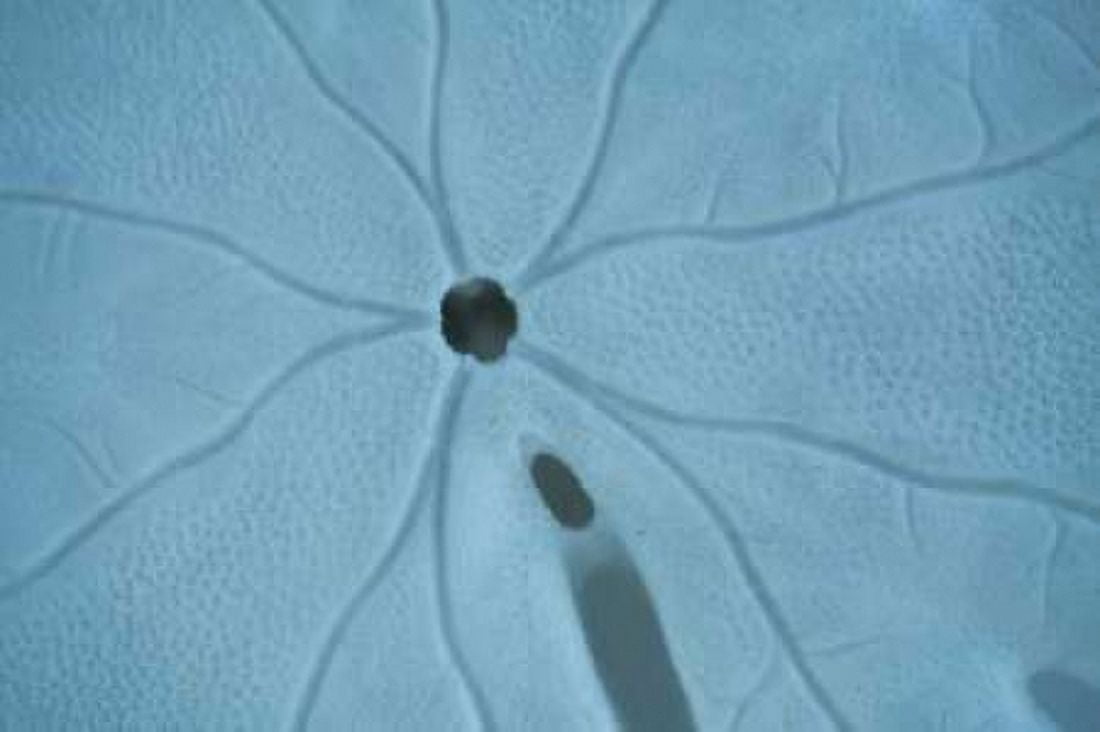 Sand Dollar II Canvas Art - Karyn Millet (12 x 18)