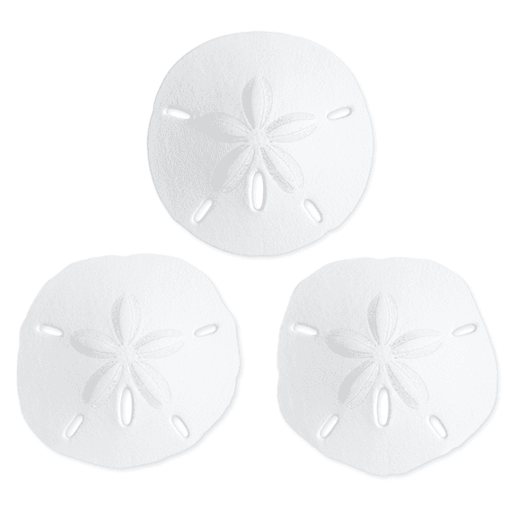 Sand Dollar | Real Sand Dollars 2 1/2"-3" (Set of 3) | Sand Dollar Shells | Seashell Wedding | Sand Dollars for Crafts