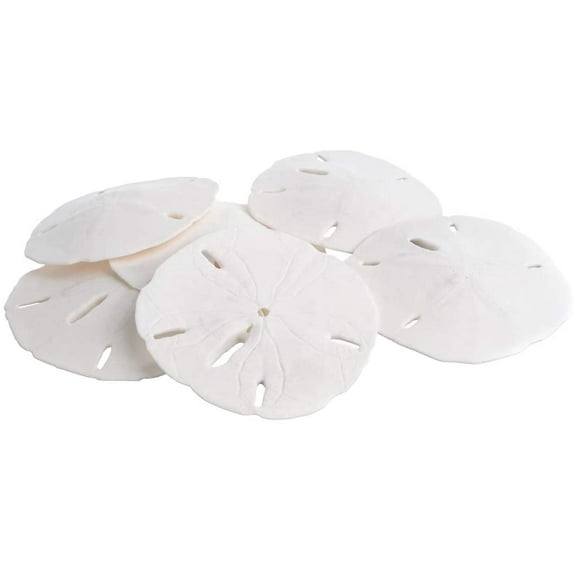 Sand Dollar | Real Sand Dollars 3"-3 1/2" (Set of 6) | Sand Dollar Shells | Seashell Wedding | Sand Dollars for Crafts