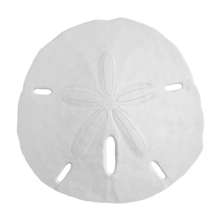 Sand Dollars 3.5" to 4" (Set of 25) - 100% Natural Florida Sand Dollars - Arts and Crafts - Beach Wedding Decor - Real Sand Dollar - Bulk Sand Dollars