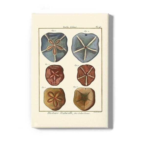 Sand Dollars I Wrapped Canvas  -Denis Diderot Designs,
