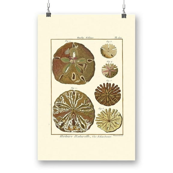 Sand Dollars Iii Poster - Denis Diderot Designs,
