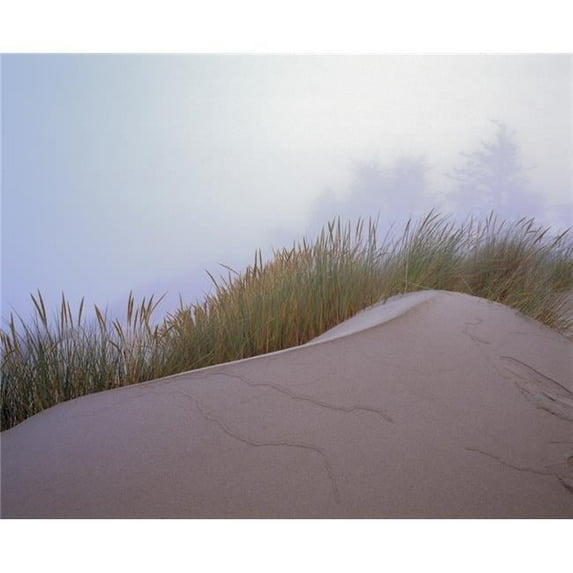 Sand & Grass Poster Print by Natural Selection Robert Potts, 30 x 24 - Large