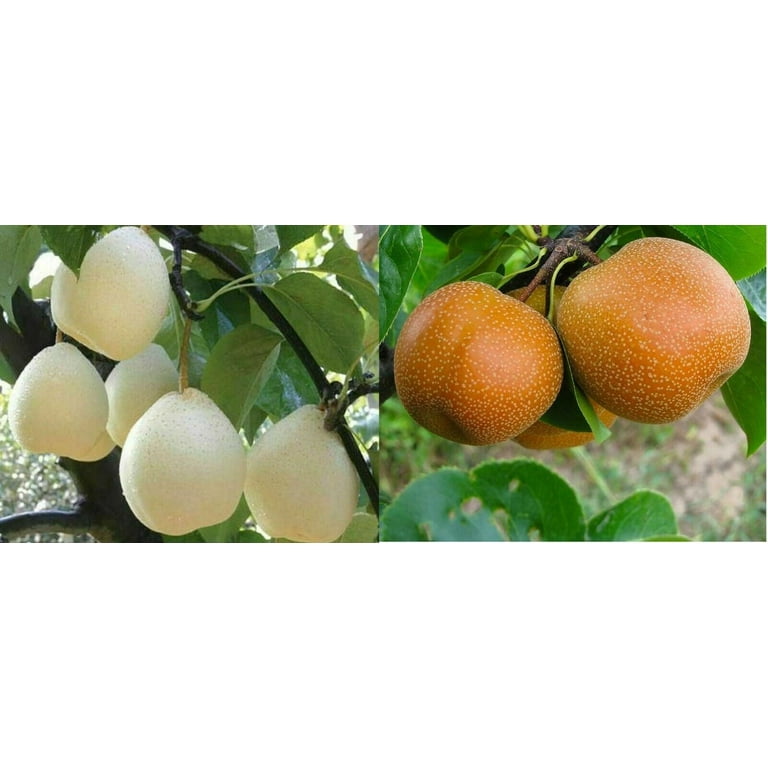 Sand Pear Seeds Asian White Korean Pyrus Pyrifolia Native Fruit Tree Edible