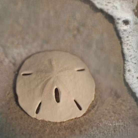 Sand Surf Sand Dollar Canvas Art - Sue Schlabach (24 x 24)