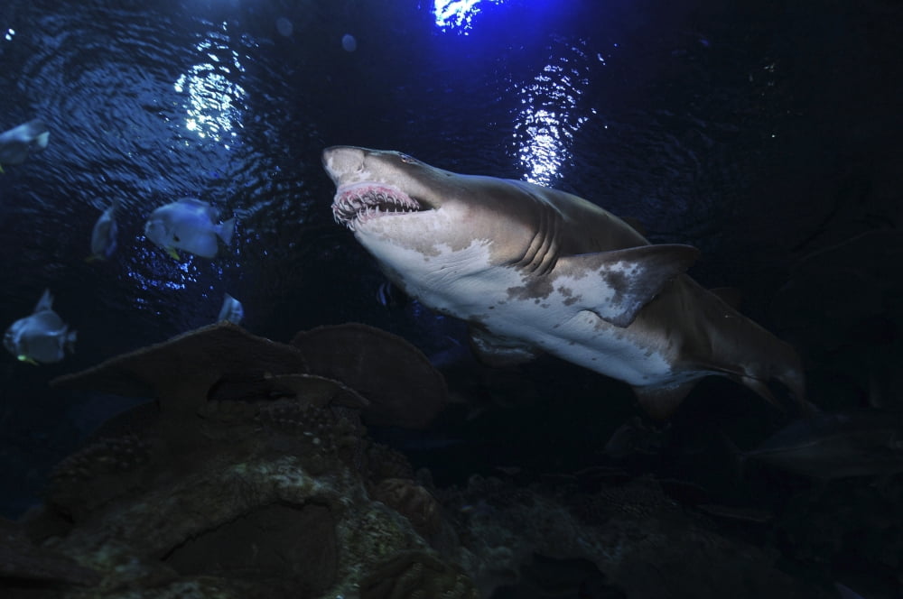 Sand Tiger Shark Blue Zoo Aquarium Beijing China Canvas Art - Mathieu MeurStocktrek Images (35 x 23)