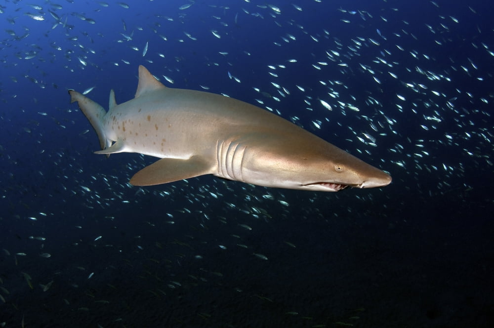 Sand Tiger Shark off the coast of North Carolina Canvas Art - Karen DoodyStocktrek Images (18 x 12)