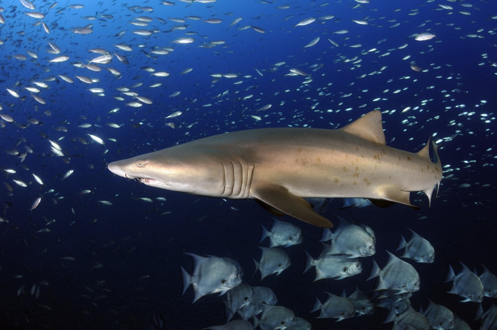 Sand Tiger Shark swimming in blue water off coast of North Carolina Canvas Art - Karen DoodyStocktrek Images (18 x 12)
