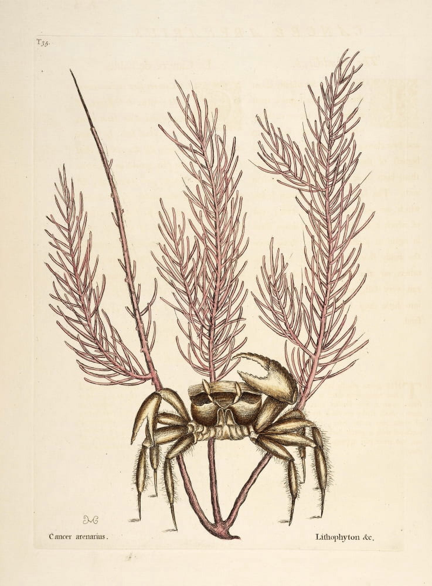 Sand-crab Canvas Art - Mark Catesby (18 x 24)