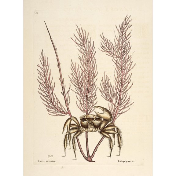 Sand-crab Poster Print by Mark Catesby (24 x 36)