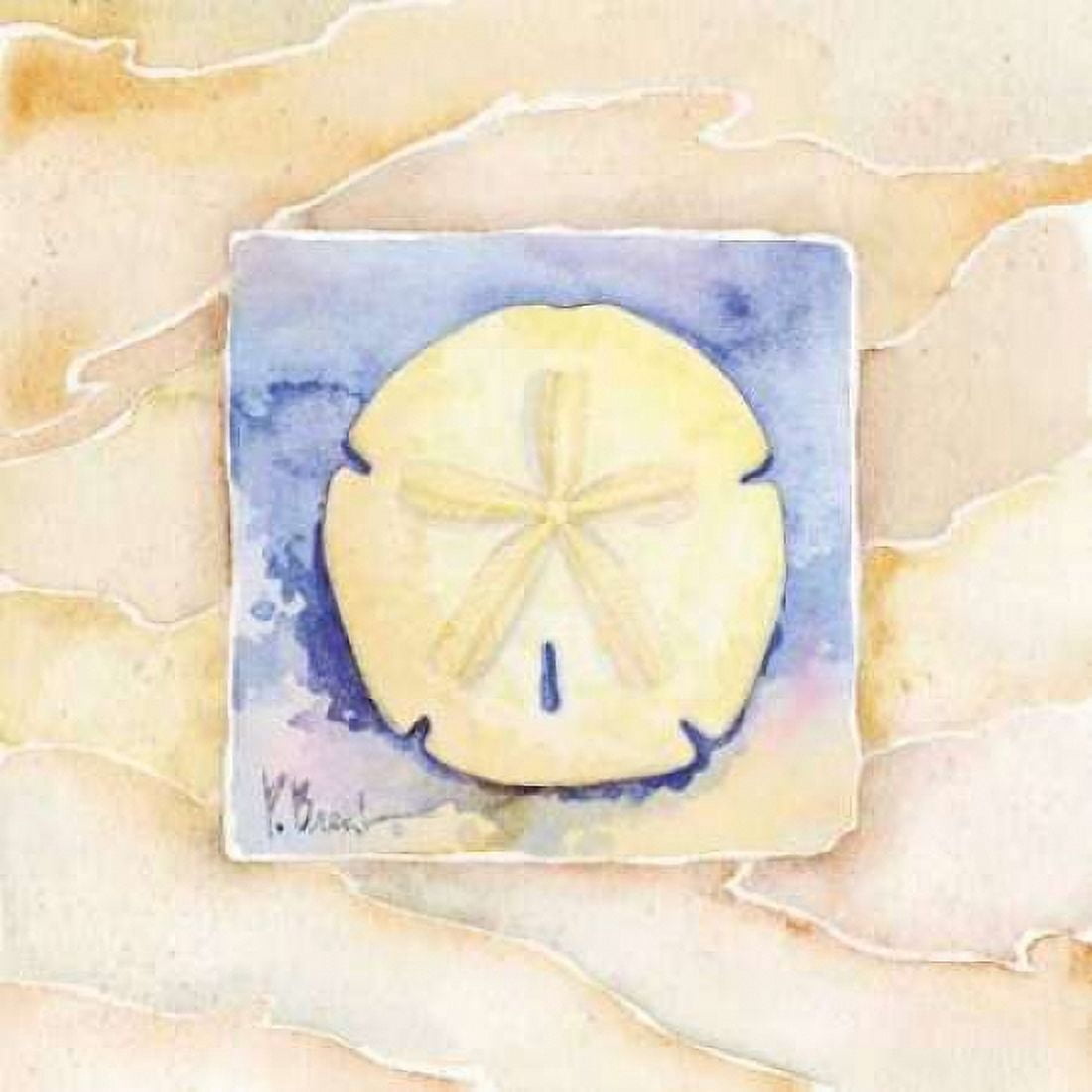 Sand dollar Canvas Art - Paul Brent (24 x 24)