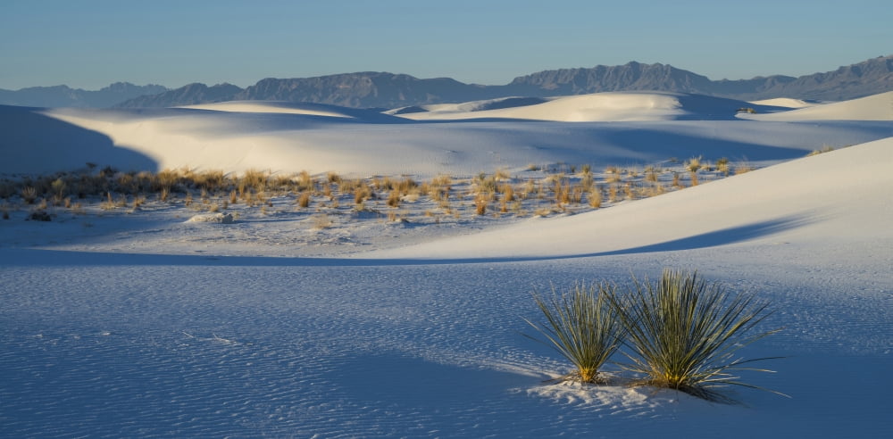 Sand dunes and Yuccas at White Sands National Monument New Mexico USA Canvas Art - Panoramic Images (27 x 9)