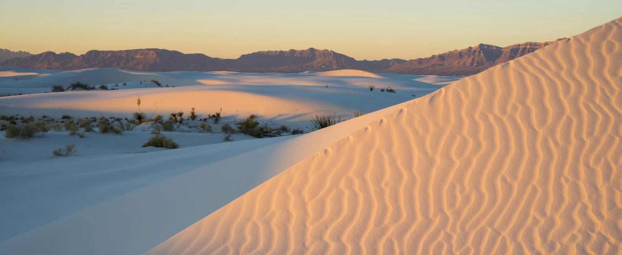 Sand dunes and Yuccas at sunrise White Sands National Monument New Mexico USA Canvas Art - Panoramic Images (27 x 9)