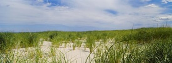 Sand dunes at Crane Beach Ipswich Essex County Massachusetts USA Canvas Art - Panoramic Images (36 x 13)