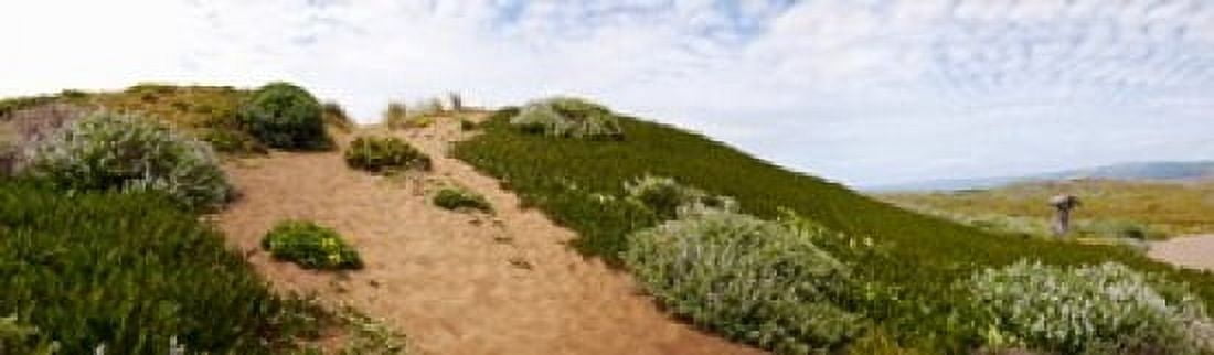Sand dunes covered with iceplants Manchester State Park California USA Canvas Art - Panoramic Images (15 x 5)
