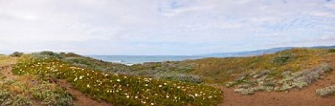 Sand dunes covered with iceplants Manchester State Park California USA Canvas Art - Panoramic Images (18 x 6)
