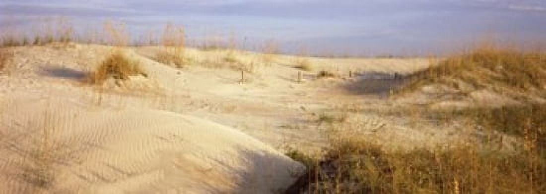 Sand dunes on the beach Anastasia State Recreation Area St Augustine St Johns County Florida USA Canvas Art - Panoramic Images (36 x 13)