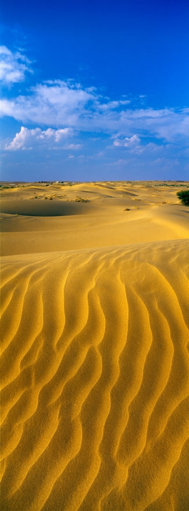 Sand dunes the Thar Desert Rajasthan India Canvas Art - Panoramic Images (36 x 12)